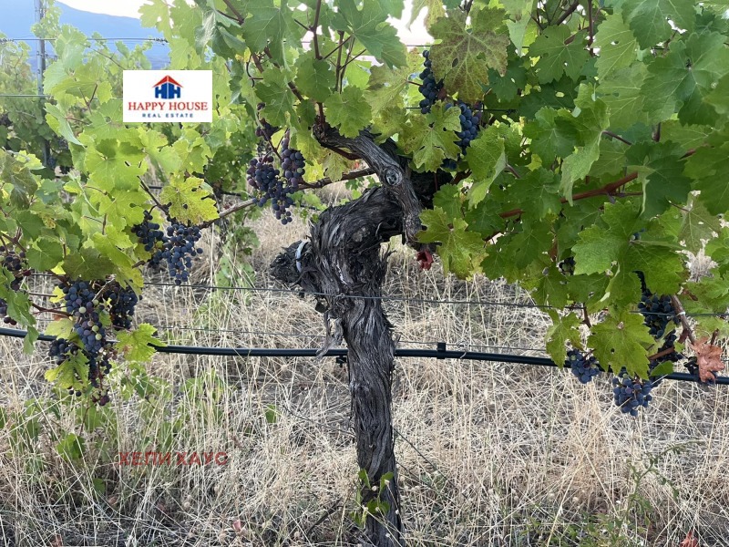 For Sale  Land region Blagoevgrad , Strumyani , 78 dka | 37772763 - image [6]