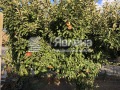 Продава КЪЩА, област Добрич, с. Видно • 60000 € / 117349.80 лв. • 84613176 7