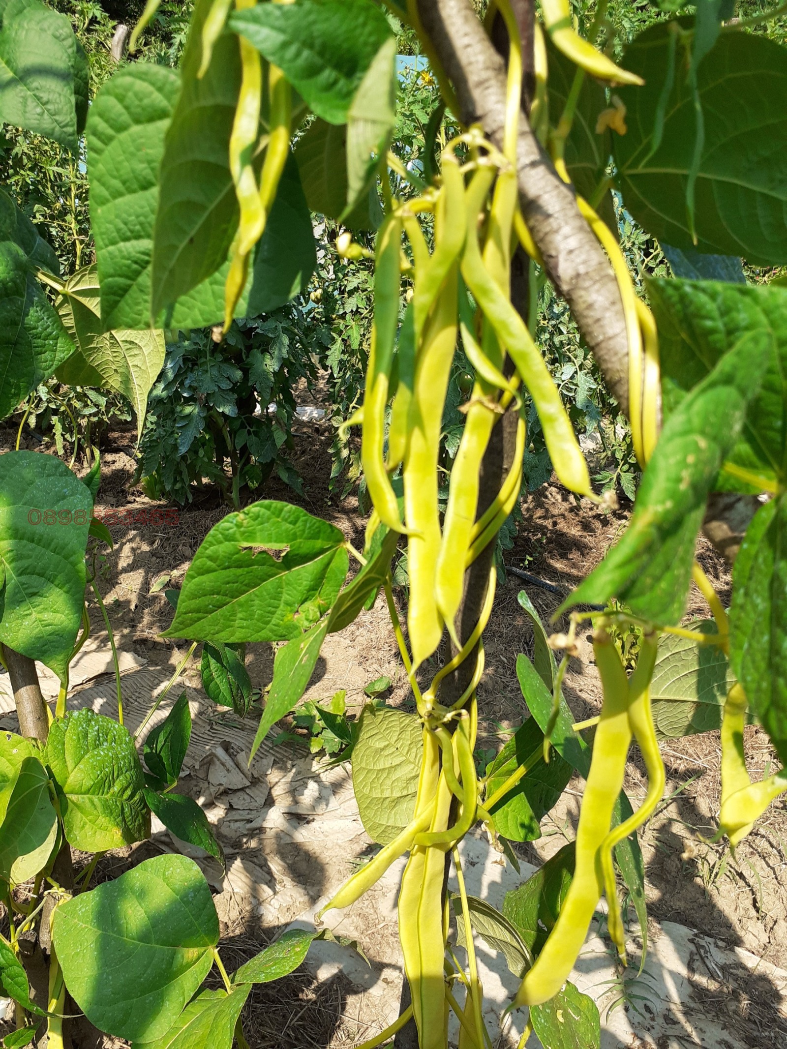 Продава ПАРЦЕЛ | Imot.bg — изображение 5