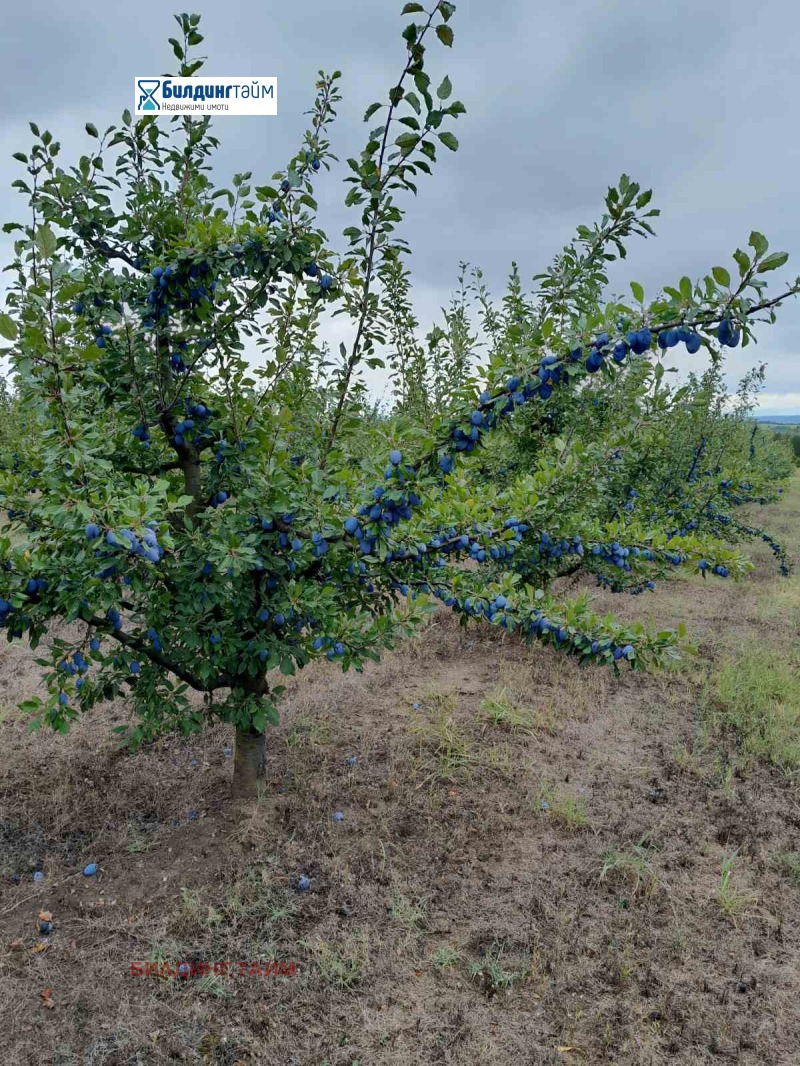 Te koop  Land regio Sjoemen , Osmar , 57 dka | 20986077 - afbeelding [16]