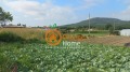 Продава ПАРЦЕЛ, с. Оброчище, област Добрич, снимка 3
