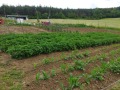 Продава ПАРЦЕЛ, гр. Ябланица, област Ловеч, снимка 4