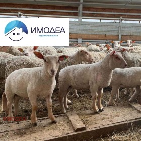 ������� ����� | Imot.bg � ����� ������ 12