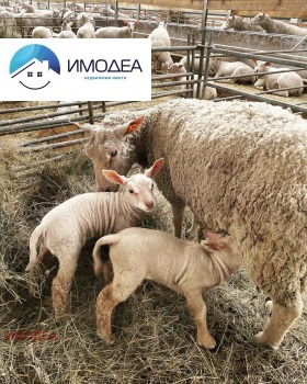 ������� ����� | Imot.bg � ����� ������ 6