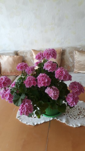 4-СТАЕН, 86 m2