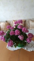 Продава 4-СТАЕН, град Хасково, Орфей • 110000 € • 58403846 1