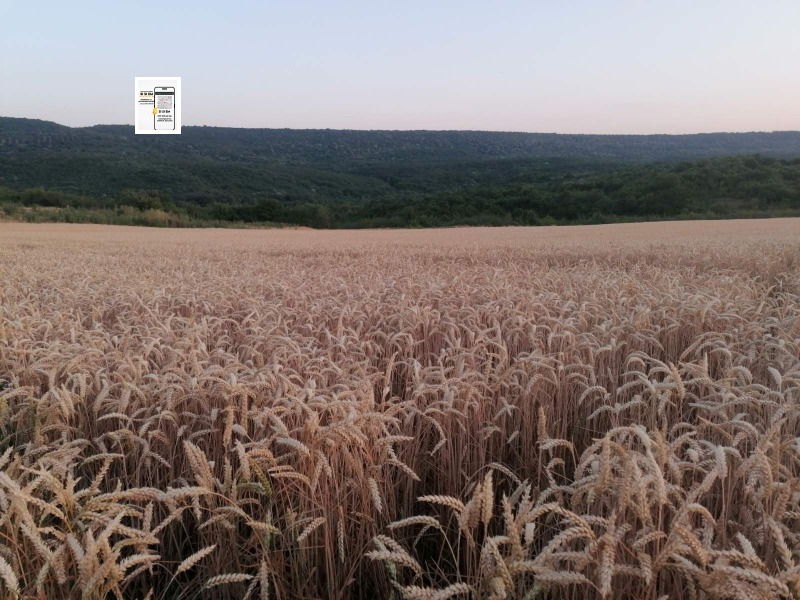 Продава ПАРЦЕЛ, с. Църква, област Добрич, снимка 2 - Парцели - 53005299