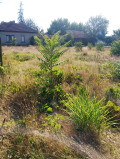 Продава ПАРЦЕЛ, с. Сталийска махала, област Монтана, снимка 3