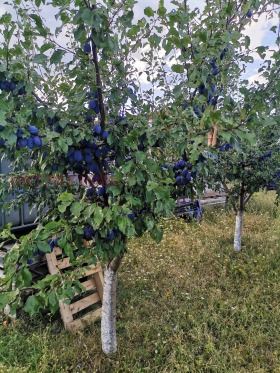 ������� ����� | Imot.bg � ����� ������ 5