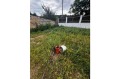 Продава  Къща област Търговище , с. Руец , 666 кв.м | 15895042 - изображение [13]