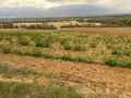 Продава ЗЕМЕДЕЛСКА ЗЕМЯ, с. Войнягово, област Пловдив, снимка 2
