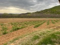 Продава ЗЕМЕДЕЛСКА ЗЕМЯ, с. Войнягово, област Пловдив, снимка 3