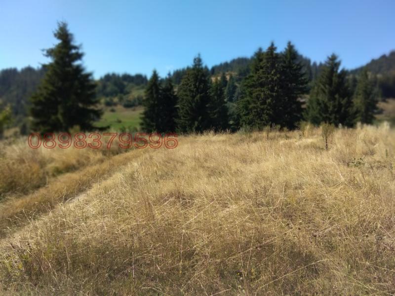 Продава ЗЕМЕДЕЛСКА ЗЕМЯ, с. Момчиловци, област Смолян, снимка 3 - Земеделска земя - 52783687