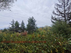 ����� ������� ������,���� �����, �����