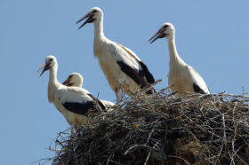 Trama Aldomirovci, região Sófia
