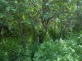 Продава ПАРЦЕЛ, с. Дивотино, област Перник, снимка 5