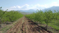 Продава ЗЕМЕДЕЛСКА ЗЕМЯ, гр. Кричим, област Пловдив, снимка 8