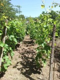 Продава ПАРЦЕЛ, гр. Кърджали, Веселчане, снимка 2