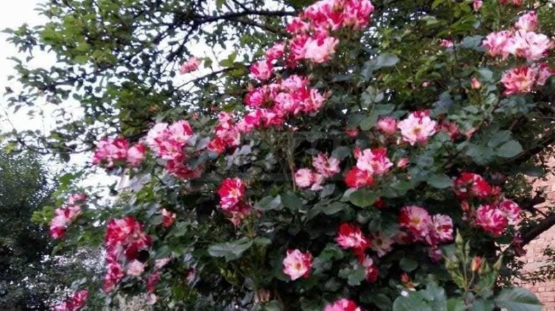 Продава  Къща област Габрово , гр. Трявна , 219 кв.м | 22587132 - изображение [3]