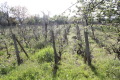Продава КЪЩА, с. Горица, област Бургас, снимка 12