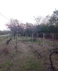 Продава ПАРЦЕЛ, град Варна, м-т Боровец - юг • 102000 € / 199494.66 лв. • 52416114 11