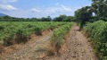 Продава ЗЕМЕДЕЛСКА ЗЕМЯ, гр. Сопот, област Пловдив, снимка 3