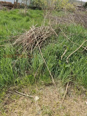 ����� ������� ������,�. �����������, ������ ����� ������