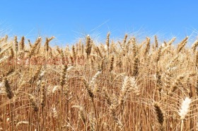 ����� ������� ���������� ����,�. ��������, ������ ������