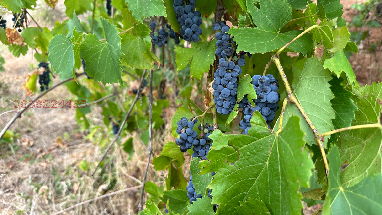 Продава КЪЩА, с. Смолско, област София област, снимка 9 - Къщи - 54162001