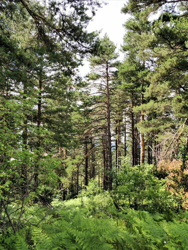 Продава ПАРЦЕЛ, гр. Батак, област Пазарджик, снимка 2 - Парцели - 52780101