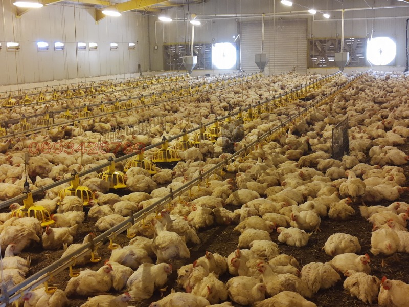 Продава БИЗНЕС ИМОТ, с. Борисово, област Русе, снимка 5 - Други - 52780286