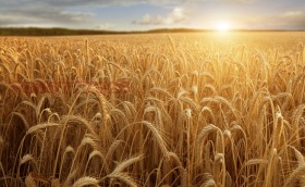 ������� ������ | Imot.bg � ����� ������ 3