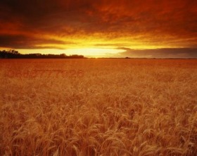 ������� ������ | Imot.bg � ����� ������ 5