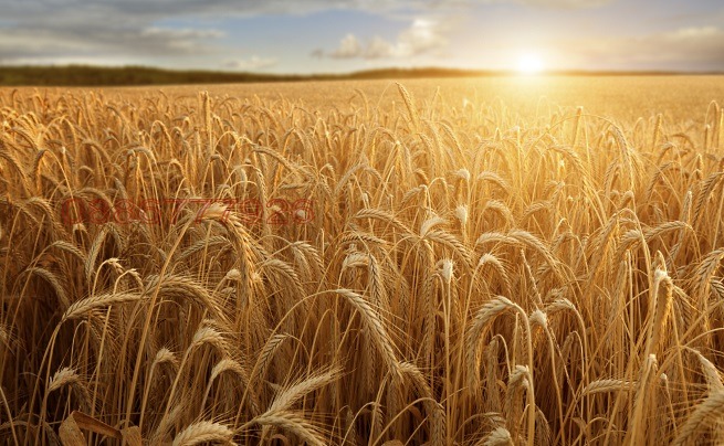 Продава ПАРЦЕЛ, с. Гурмазово, област София област, снимка 3 - Парцели - 52784874