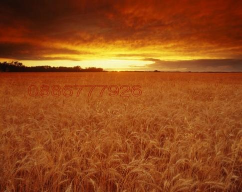 Продава ПАРЦЕЛ, с. Гурмазово, област София област, снимка 5 - Парцели - 52784874