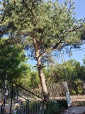 Продава  Къща област Перник , с. Борнарево , 82 кв.м | 94118086 - изображение [5]