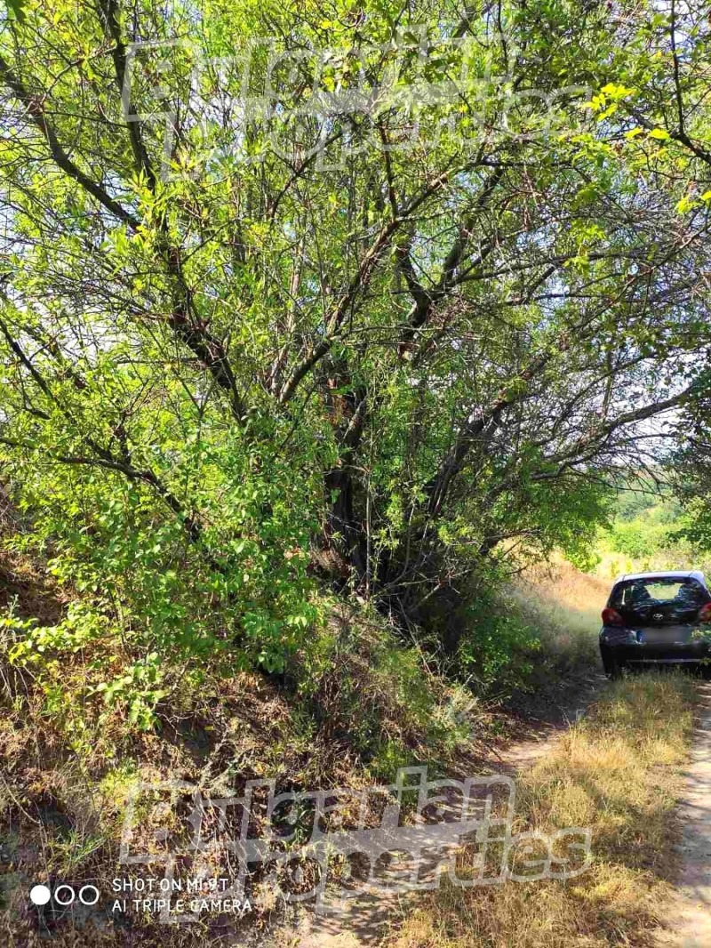 Продава ПАРЦЕЛ, гр. Игнатиево, област Варна, снимка 5 - Парцели - 53183148