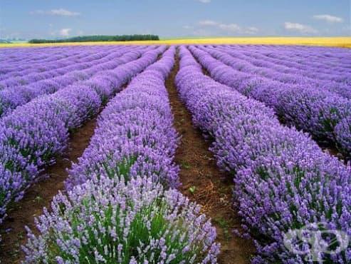 Продава ЗЕМЕДЕЛСКА ЗЕМЯ, гр. Омуртаг, област Търговище