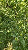 Продава ПАРЦЕЛ, гр. Враца, Студентски град, снимка 3
