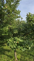 Продава ПАРЦЕЛ, гр. Враца, Студентски град, снимка 13