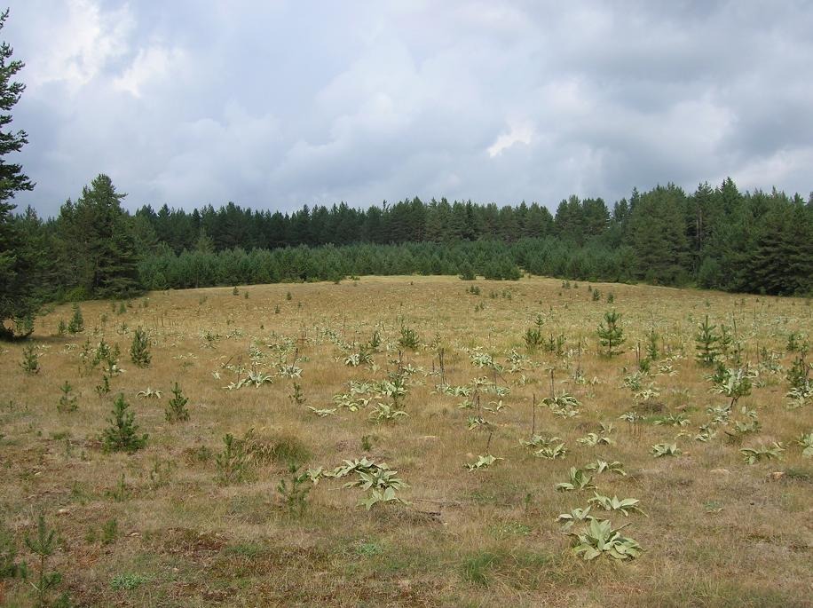 Продава ПАРЦЕЛ, гр. Батак, област Пазарджик, снимка 4 - Парцели - 54675268