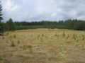 Продава ПАРЦЕЛ, гр. Батак, област Пазарджик, снимка 4