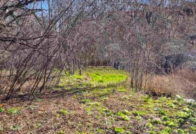 ����� ������� ������,���� ������, ����������