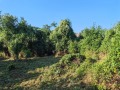 Продава ВИЛА, с. Згурово, област Кюстендил, снимка 7
