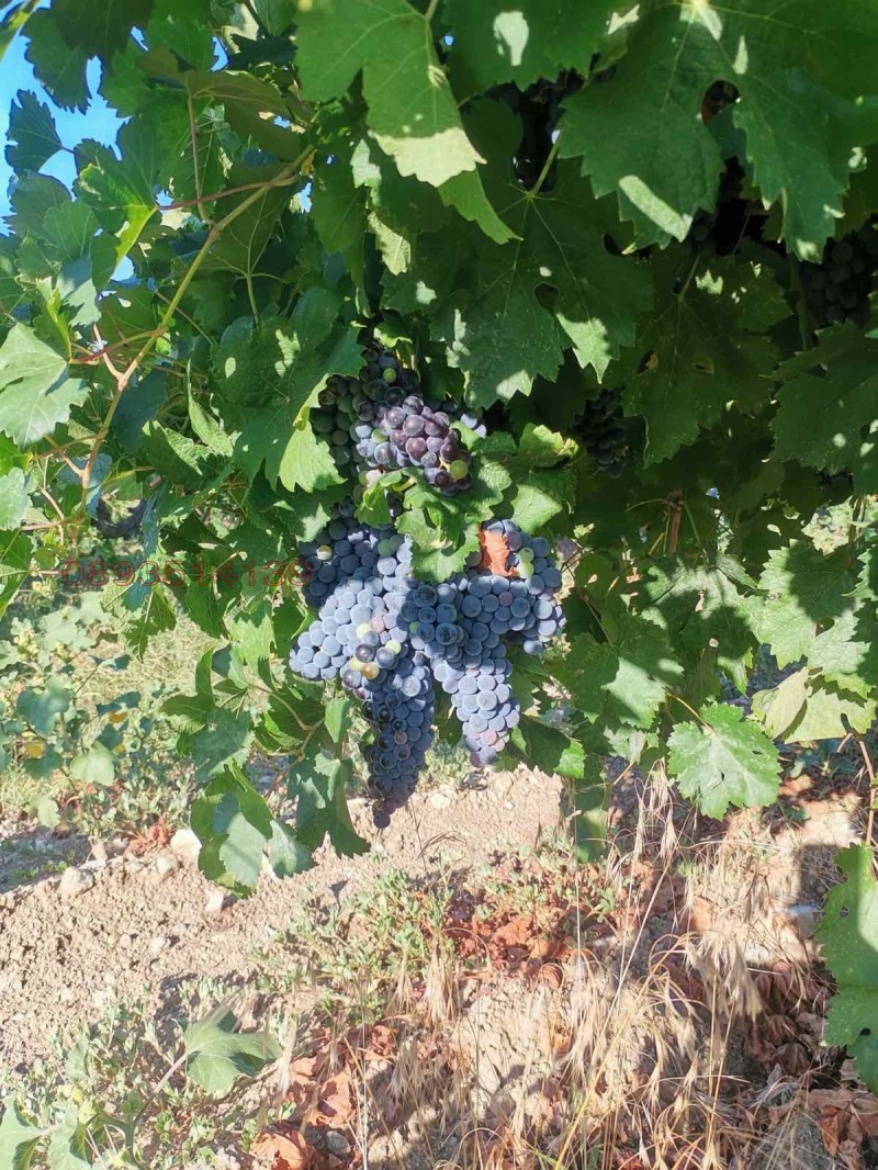 Til salg  Jord region Plovdiv , Kuklen , 3.201 dka | 56063072 - billede [5]