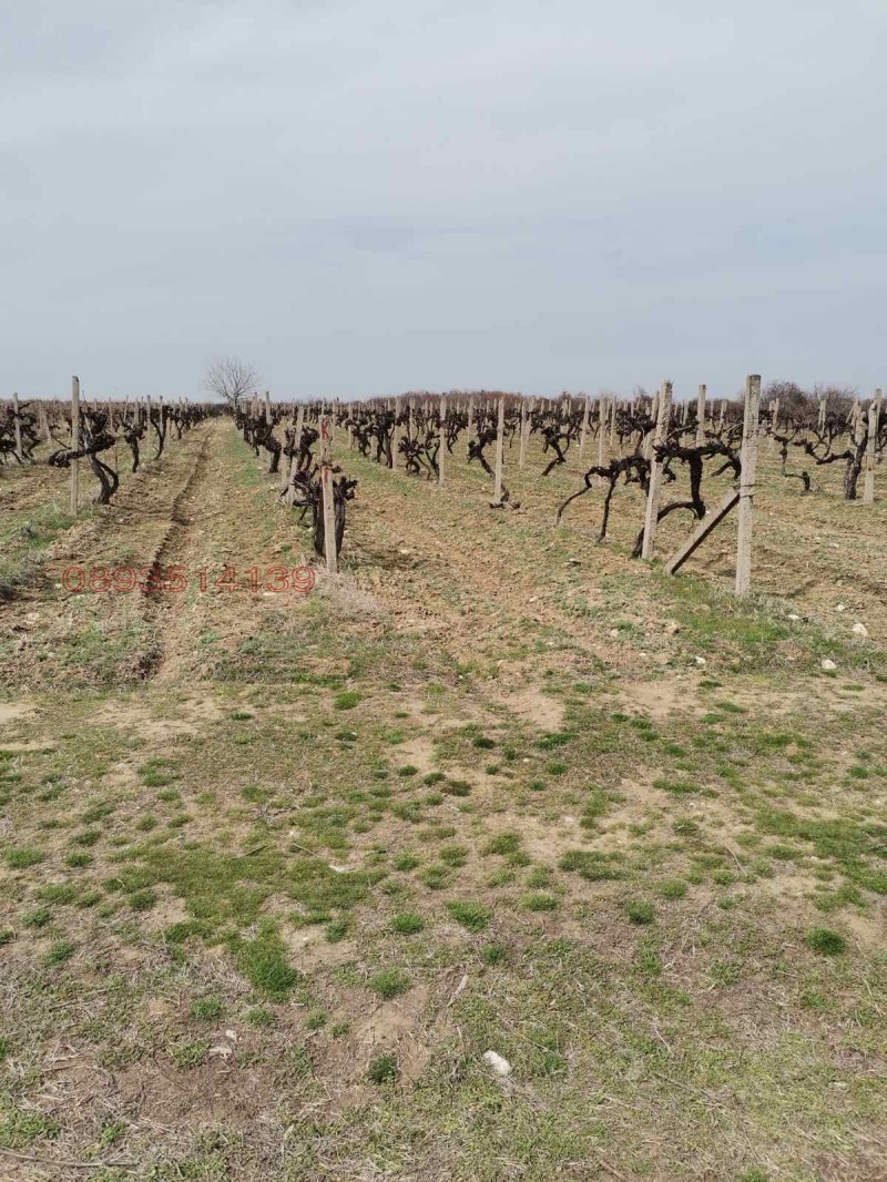 Til salg  Jord region Plovdiv , Kuklen , 3.201 dka | 56063072 - billede [2]