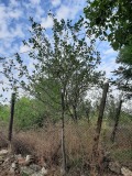 Продава ПАРЦЕЛ, с. Опълченско, област Кърджали, снимка 2
