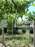 Продава  Къща област Варна , с. Ветрино , 120 кв.м | 77556677 - изображение [7]