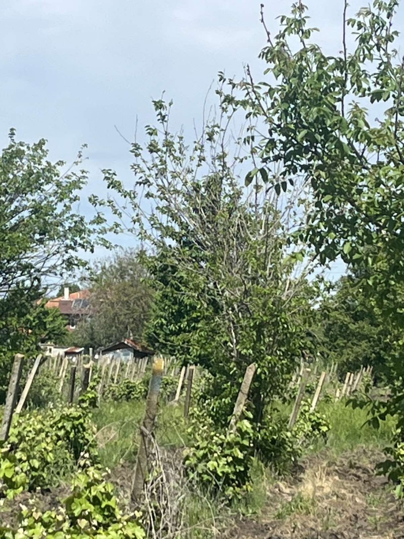 Na prodej  Spiknutí oblast Burgas , Kamenar , 1000 m2 | 21077160 - obraz [2]