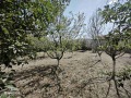 Продава ПАРЦЕЛ, област Шумен, с. Янково • 22000 лв. • 82451193 — Holmes.bg